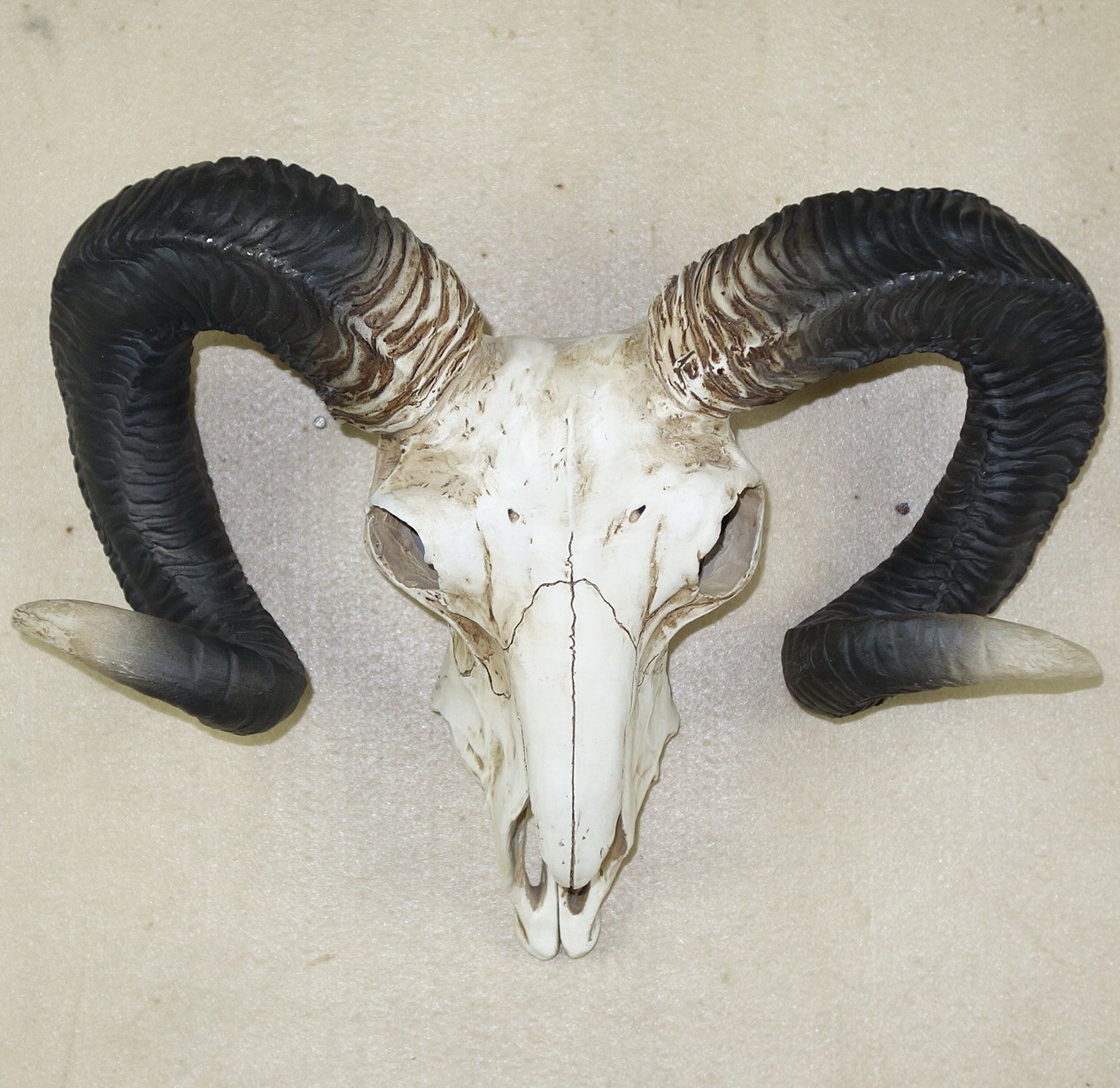 Cow Skull Decor