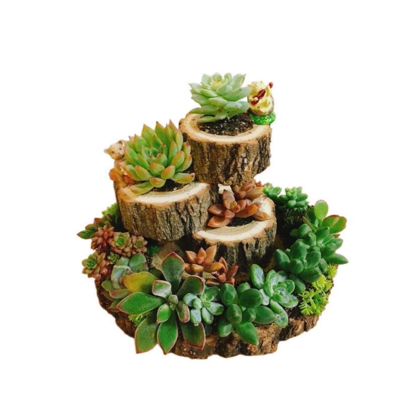 Adorable  Resin Succulent Planter Family